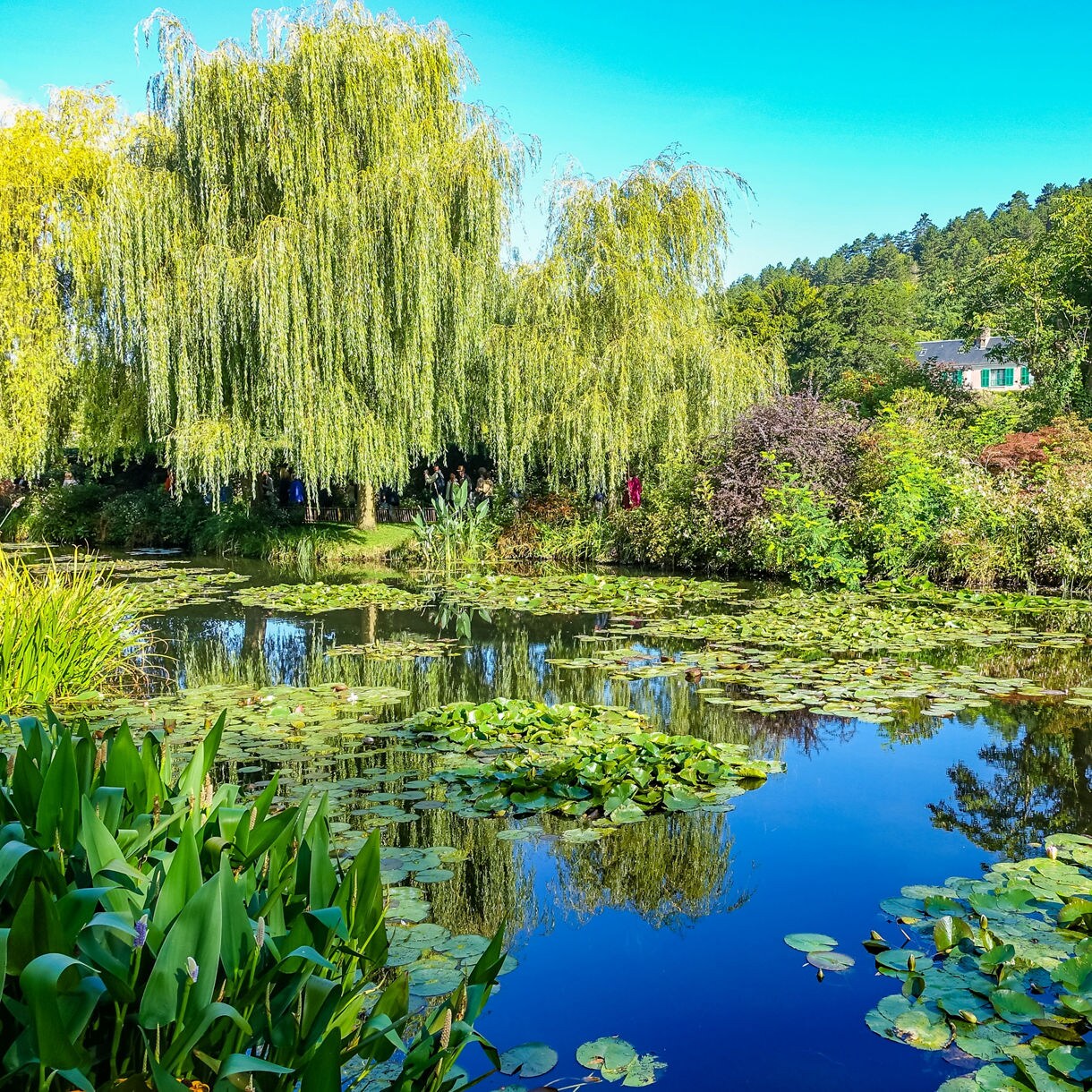 A lily-covered pond surrounded by willows and colorful plants at Monet’s garden in Giverny.