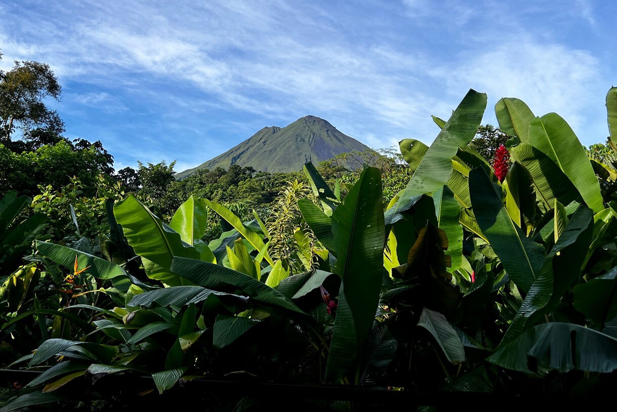 View of Arenal Volcano framed by lush green banana plants and jungle vegetation with a clear blue sky.