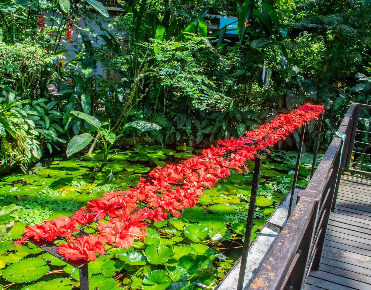 Wooden bridge with railing decorated in bright red hibiscus flowers over a lily-covered pond in lush Penang Butterfly Garden.