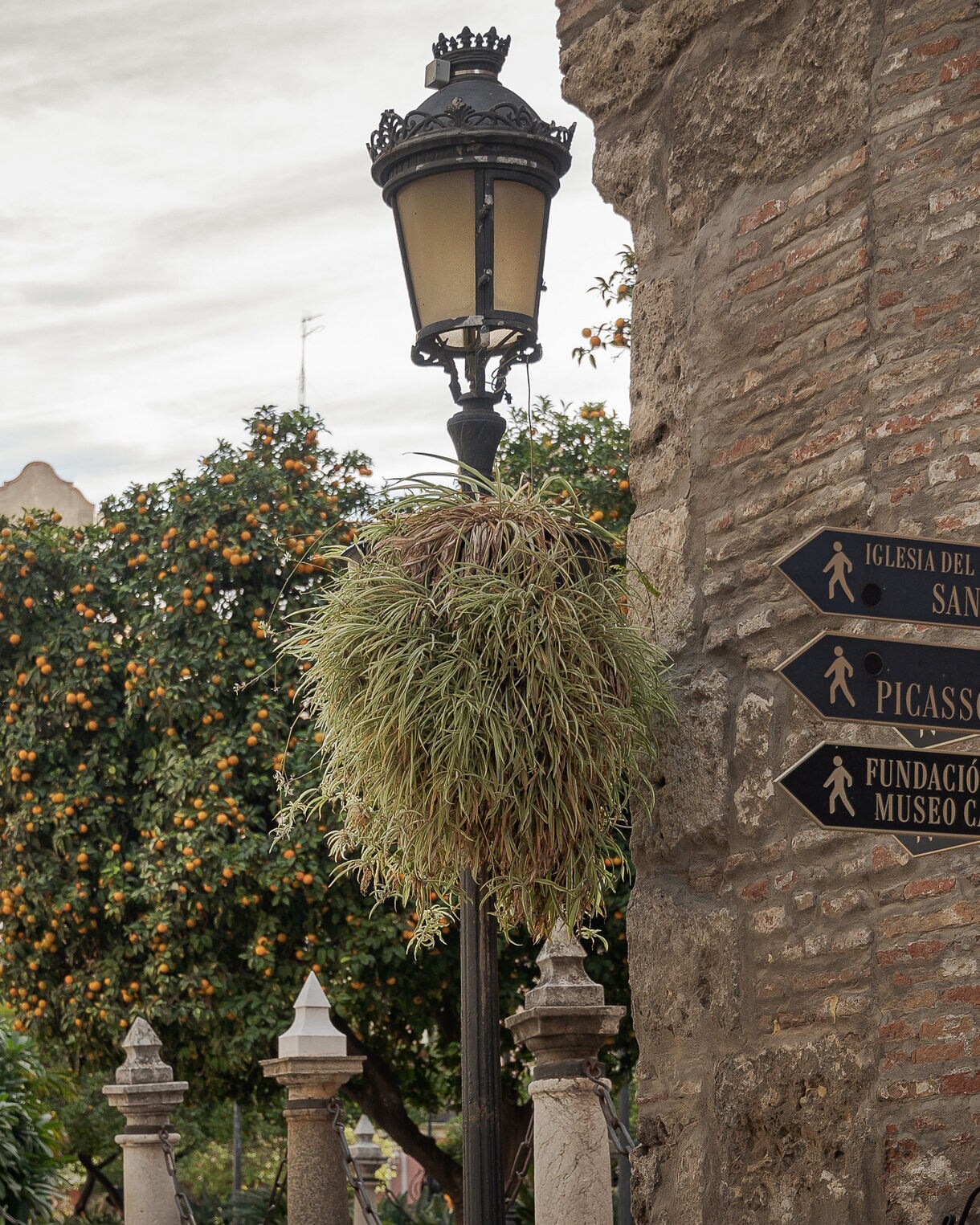 Street signs in Málaga pointing to the Picasso Museum and Casa Natal, with an old lamp, orange trees and historic buildings in the background.