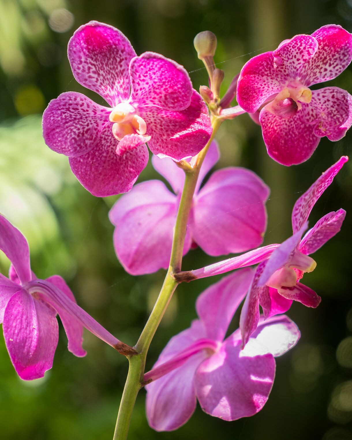 Close-up of bright pink orchids with speckled petals, glowing in sunlight against a soft green tropical background.