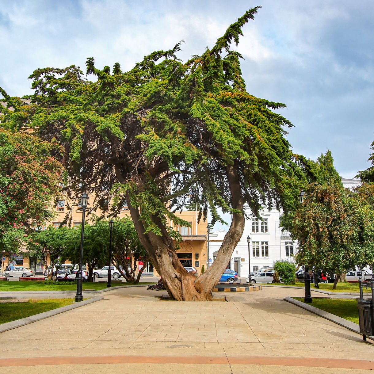 Distinctive wind-bent cypress tree in the center of Plaza Muñoz Gamero, surrounded by pathways, lampposts and nearby buildings in Punta Arenas.