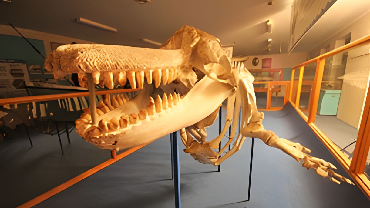 The Legend of Old Tom - Eden's Killer Whale Trail