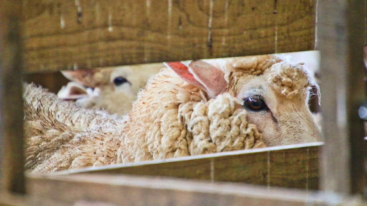 Local Connections: Life On The Farm - Kameruka Estate