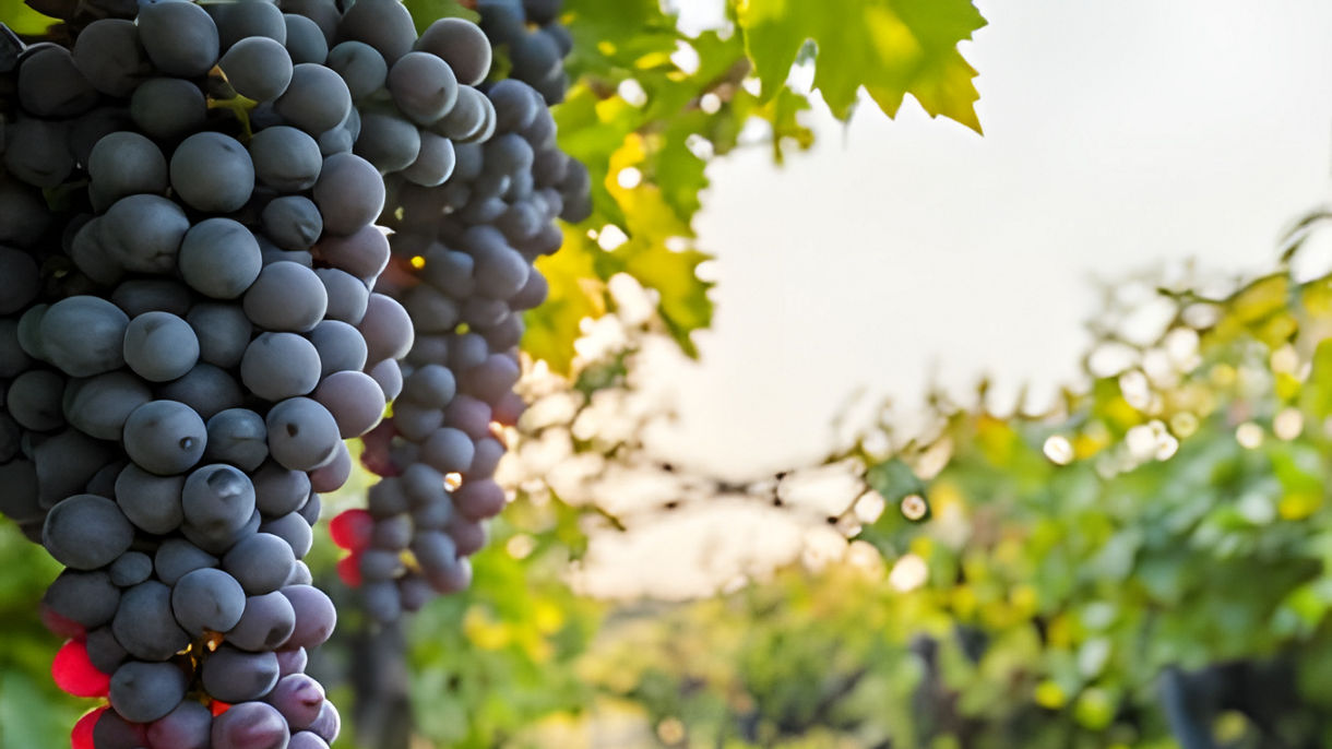 TUSCAN COUNTRYSIDE & WINE TASTING