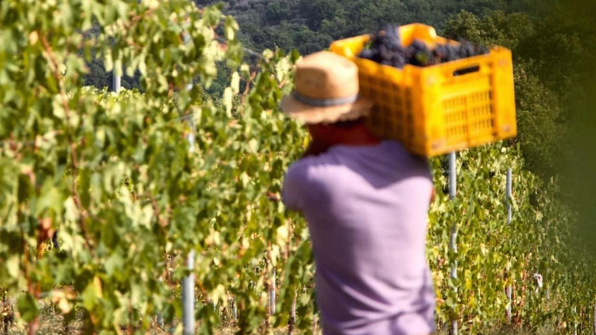 TUSCAN COUNTRYSIDE & WINE TASTING