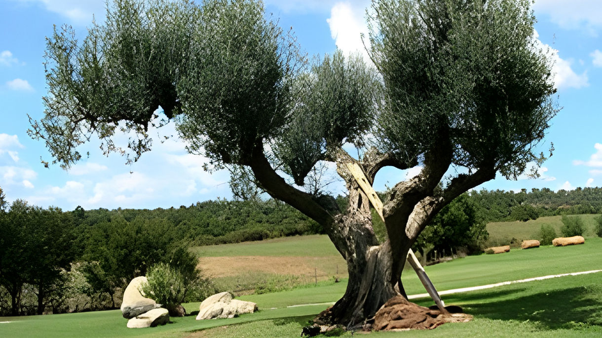 Etruscan Countryside & Olive Oil Tasting