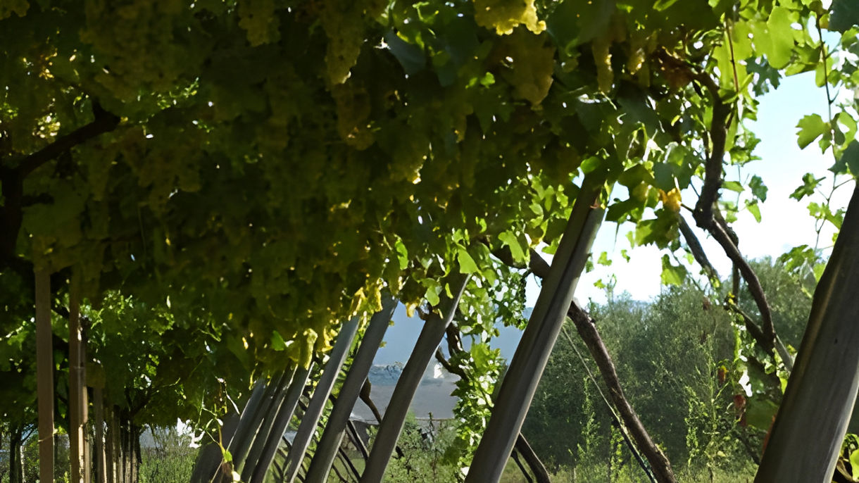 Lake Bracciano & Wine Tasting