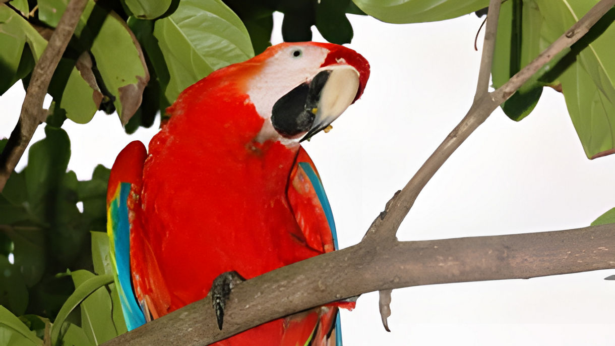 Best of Roatan: Gumbalimba Preservation Nature Park & Scenic Drive