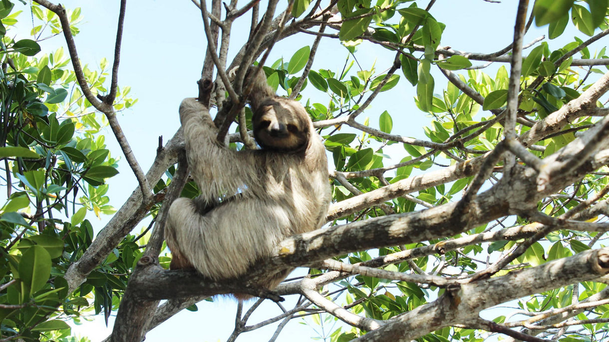 Discover Roatan – Monkeys, Sloths & Macaws