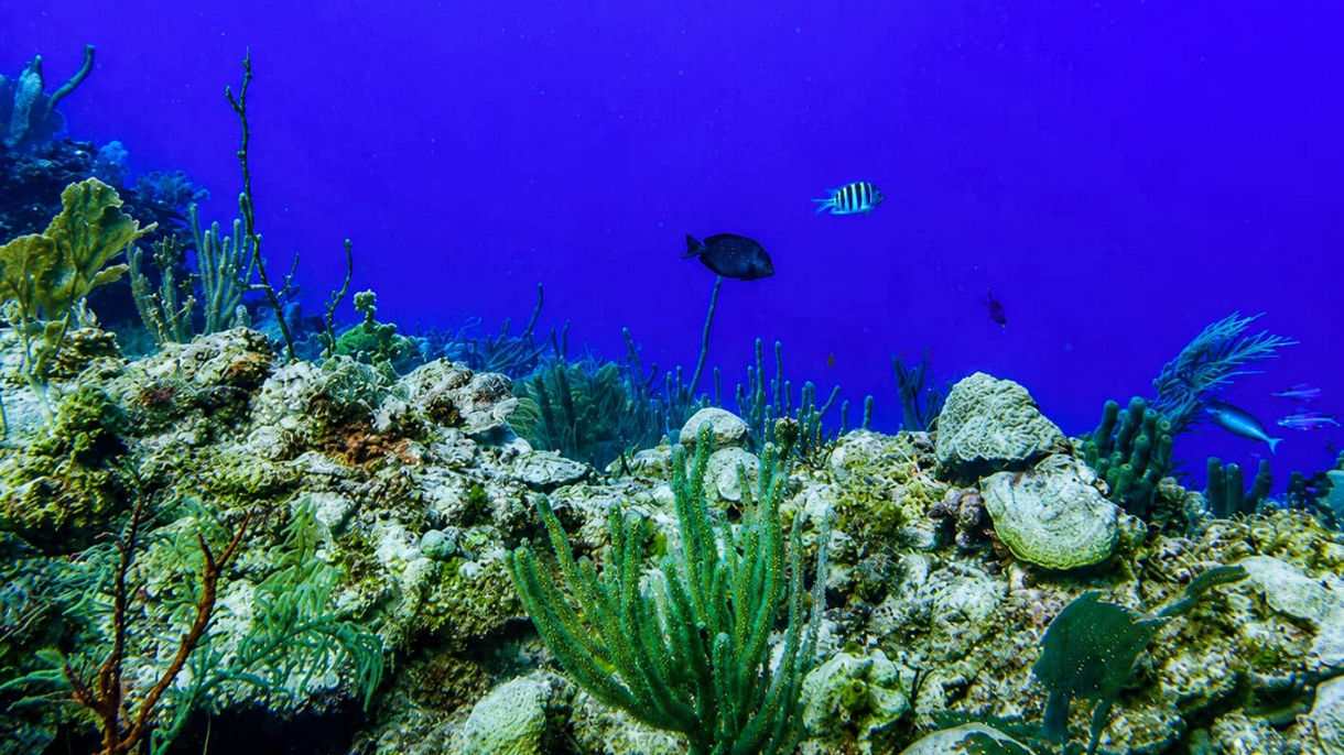 French Cay Glass Bottom boat & Island Adven-Tour