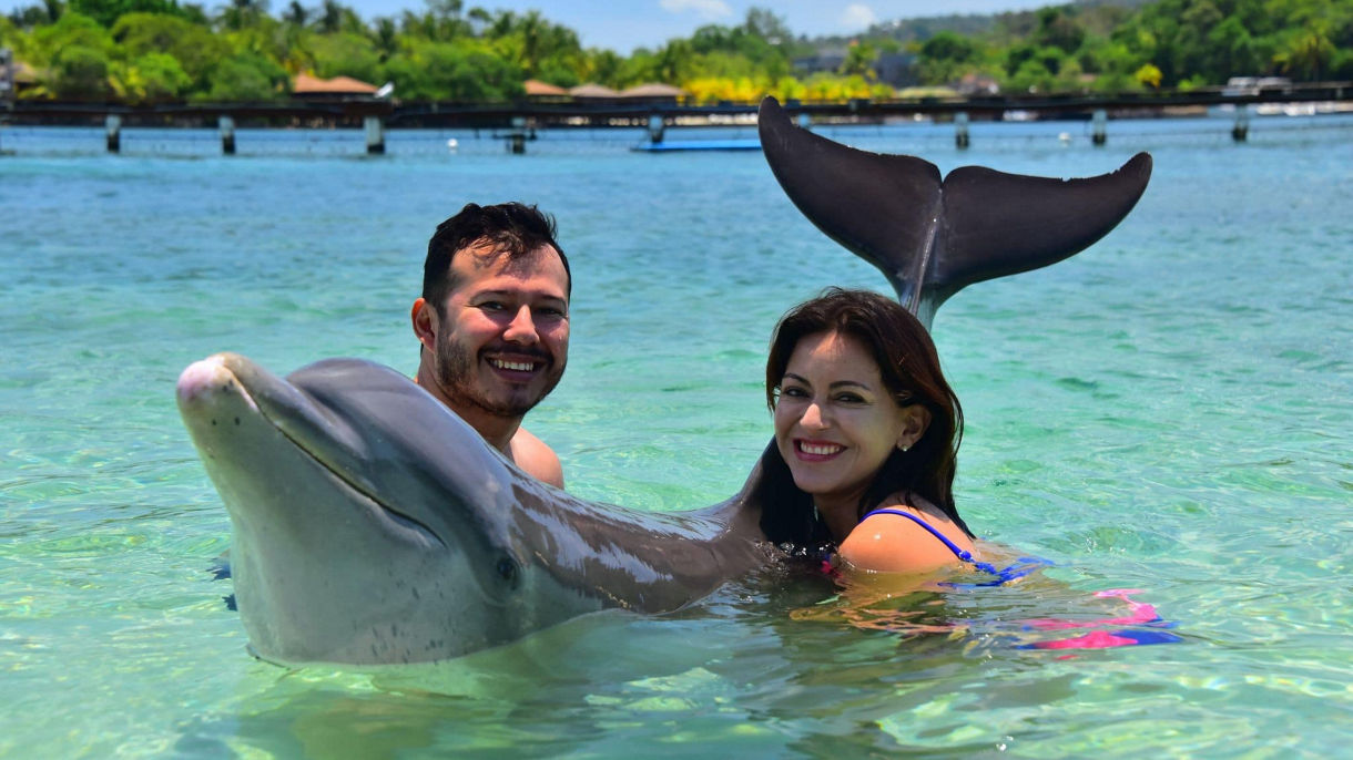 Dolphin Action Swim