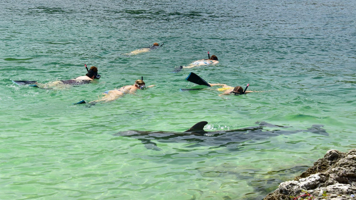 Dolphin Action Swim