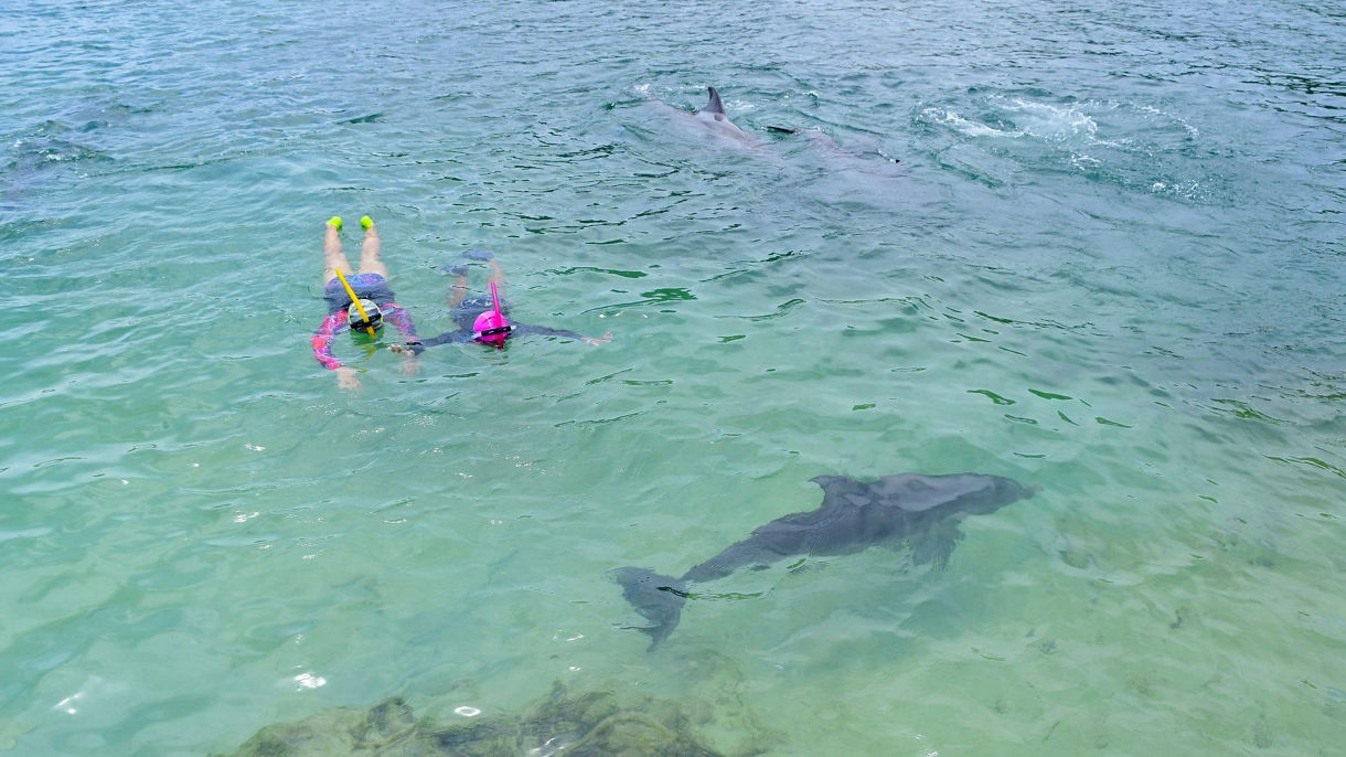Dolphin Action Swim