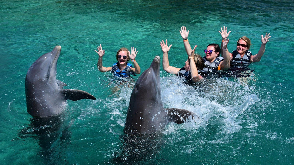 Dolphin Swim & Snorkel