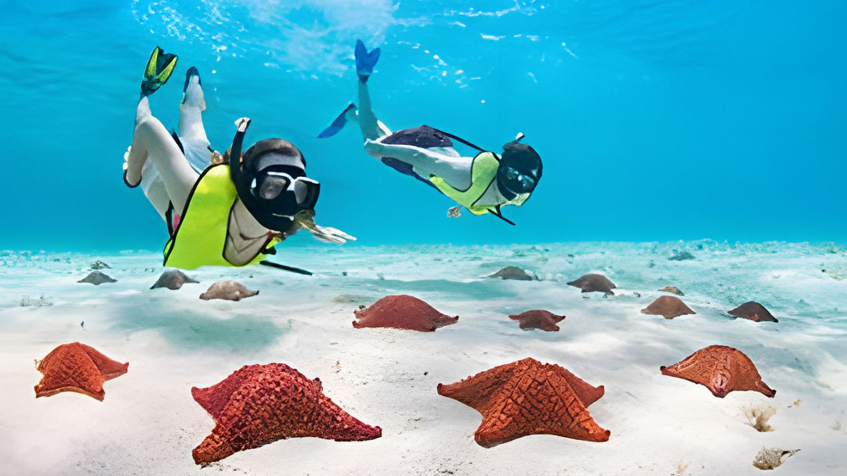 Shipwreck, Starfish & Coral Reef Snorkel