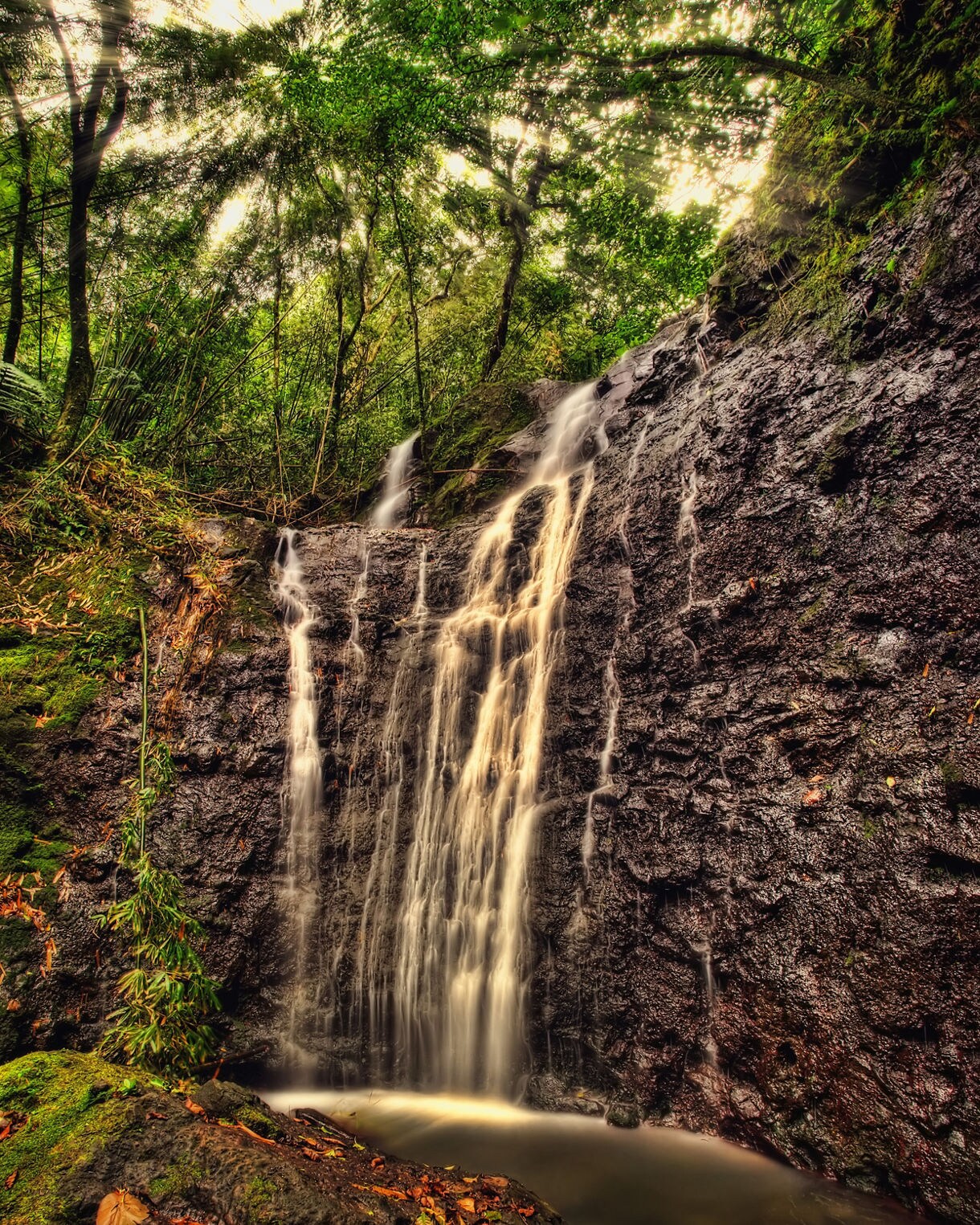 Small rainforest waterfall cascading over dark rocks, framed by lush green foliage and warm sunlight filtering through the trees.