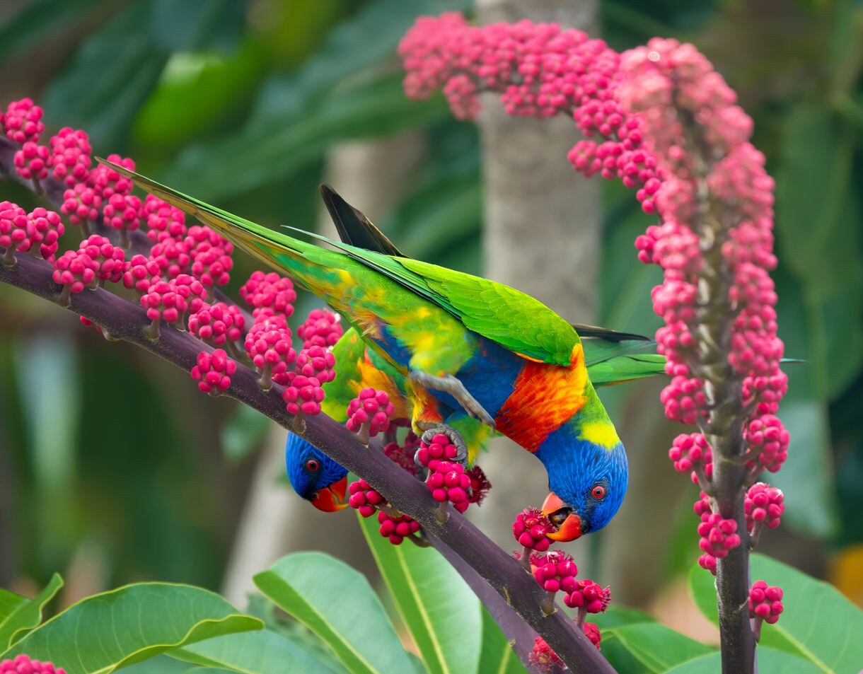 Two rainbow lorikeets with vivid blue, green and orange feathers feeding on bright pink tropical flowers.