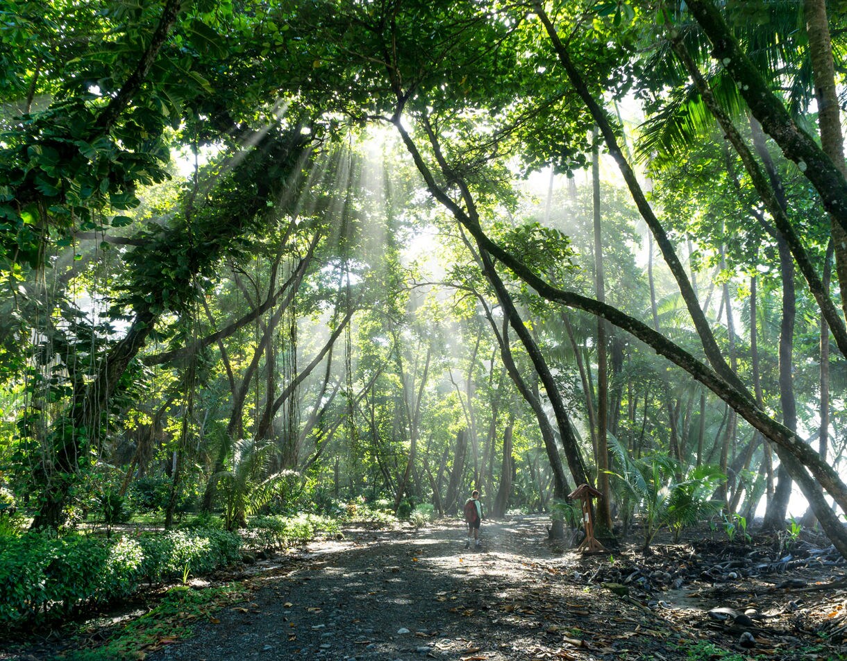 Sunlight filtering through tall rainforest trees in Puntarenas, Costa Rica, illuminating a dirt path with a lone hiker walking beneath the canopy.