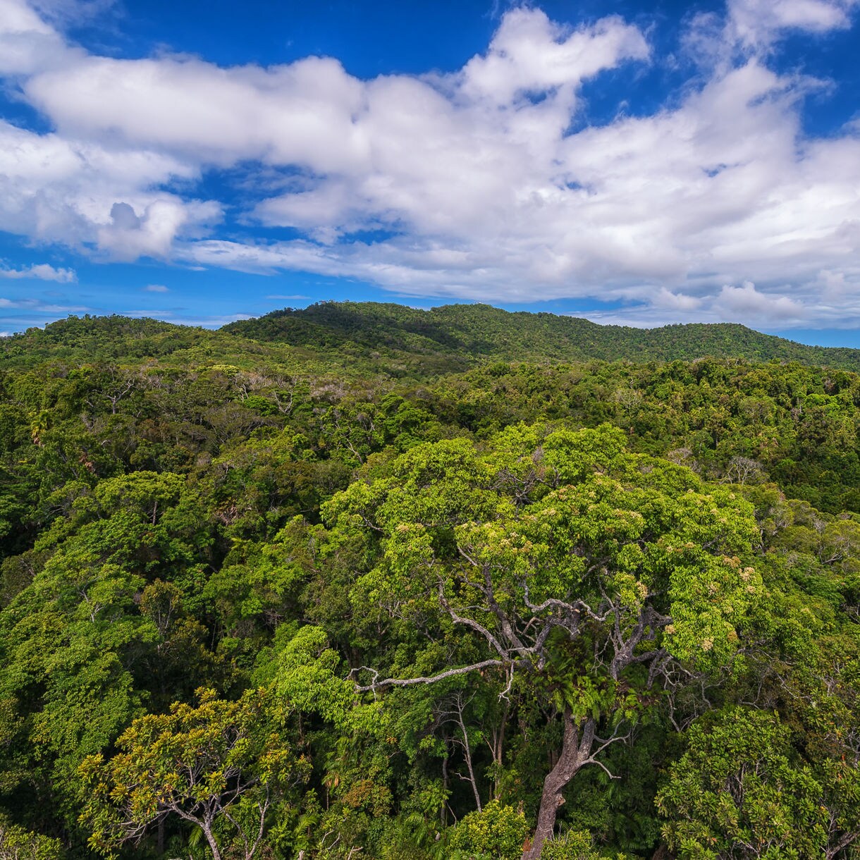 Aerial view of dense green rainforest canopy under a bright blue sky with scattered white clouds in tropical Queensland.