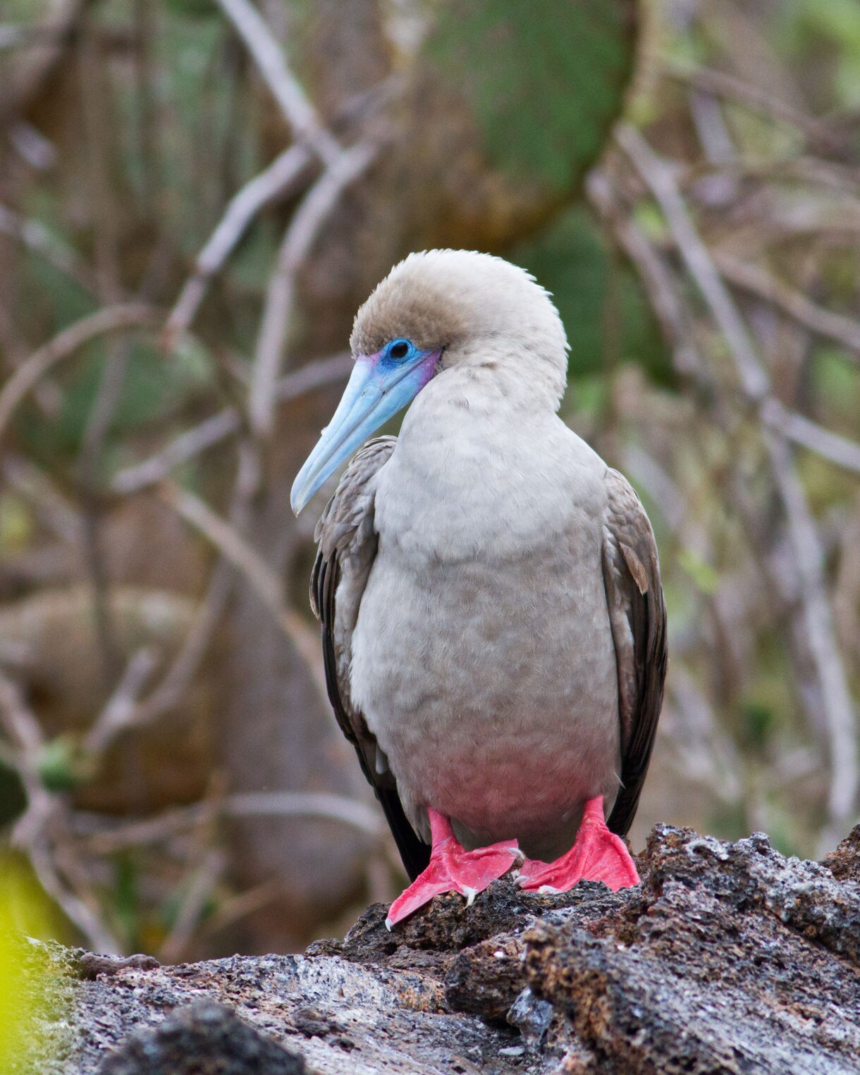 A red-footed booby with pink feet, brown wings and a pale blue beak standing on volcanic rock surrounded by green branches.