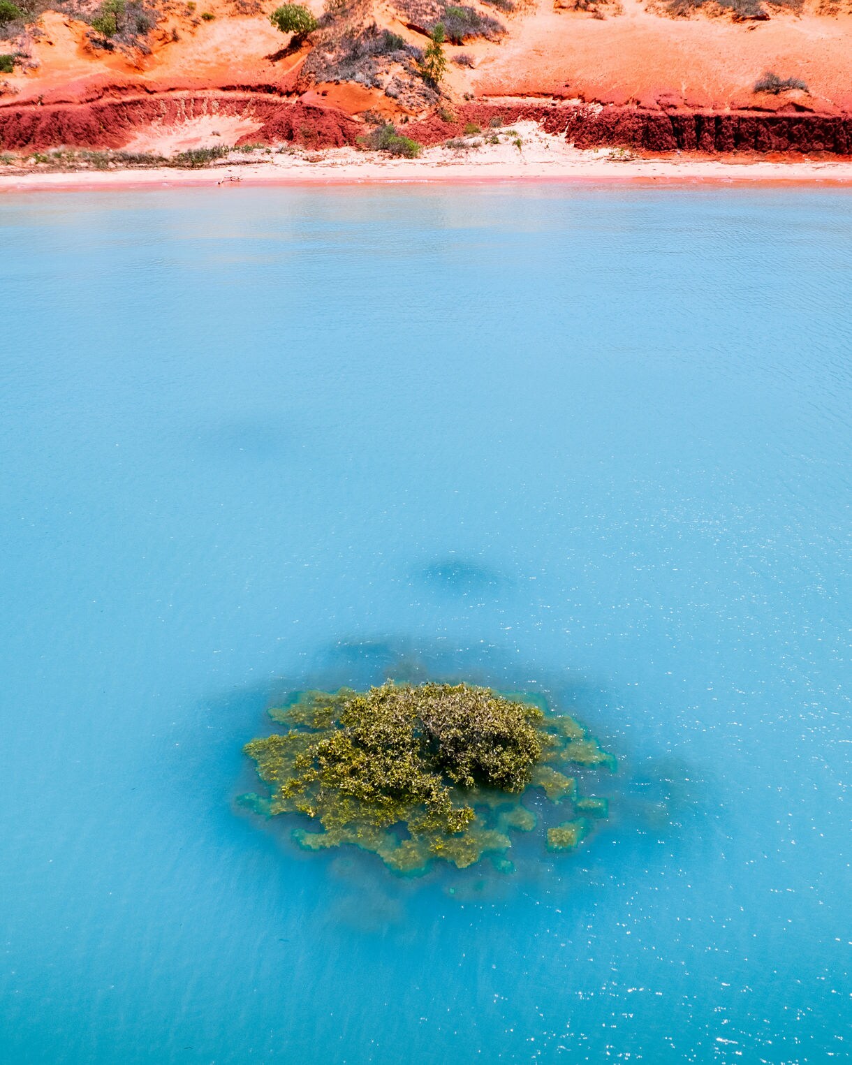Small mangrove patch in bright turquoise water with red coastal cliffs in the background.