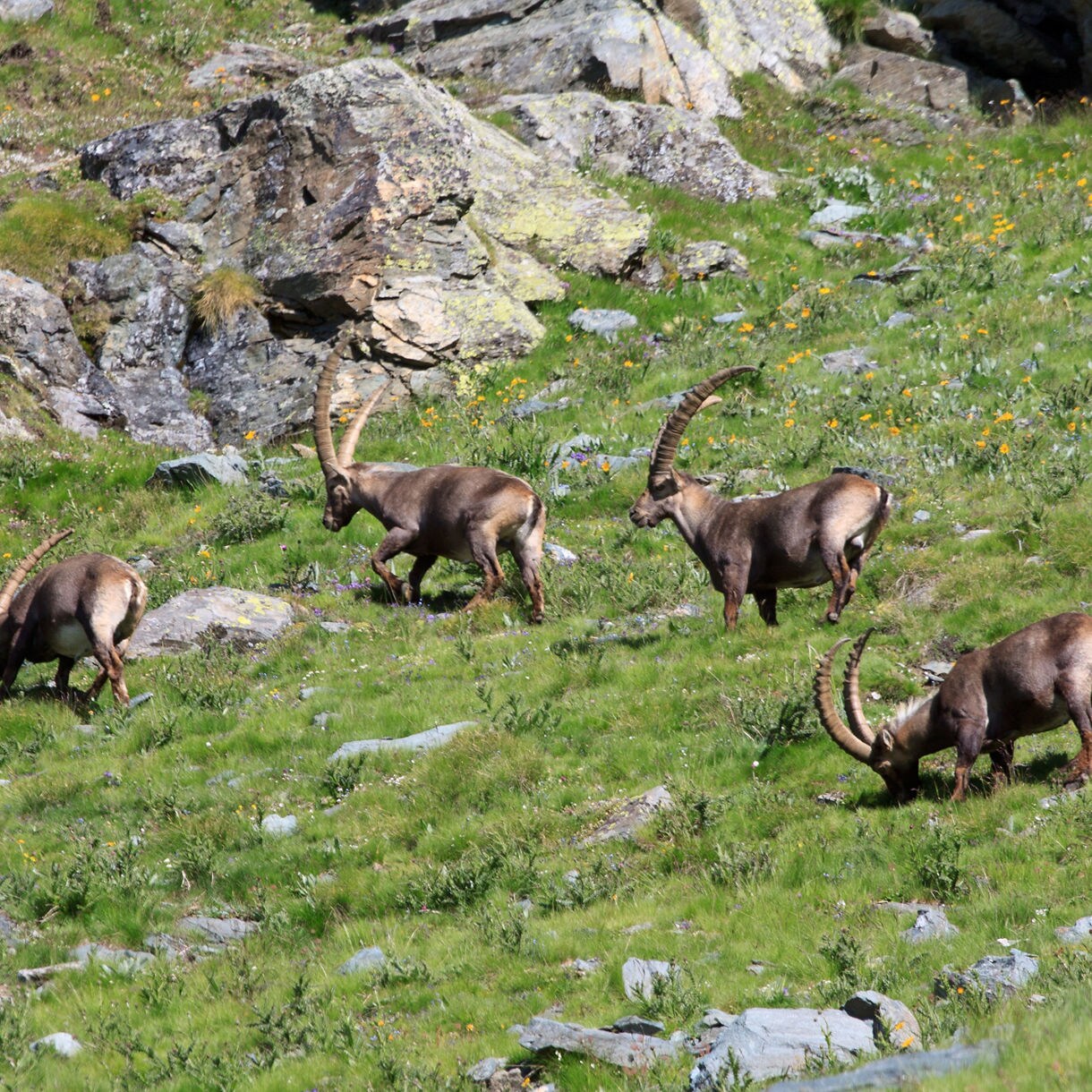 Four Alpine ibex with large curved horns grazing on green meadows among rocks in Monte Raschio, Italy.