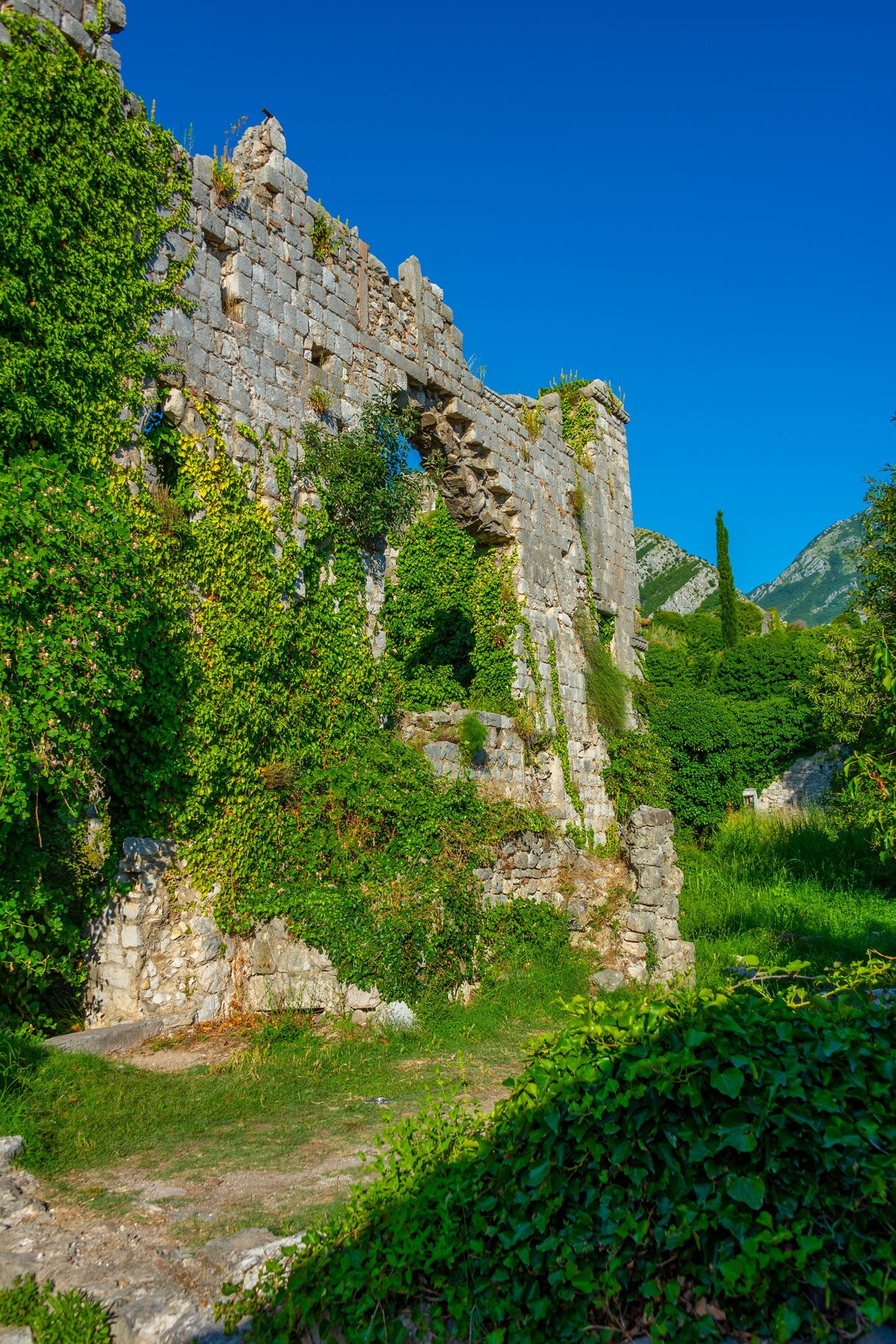  Ruined stone walls covered in thick green ivy and vegetation, set against a bright blue sky in Stari Bar.