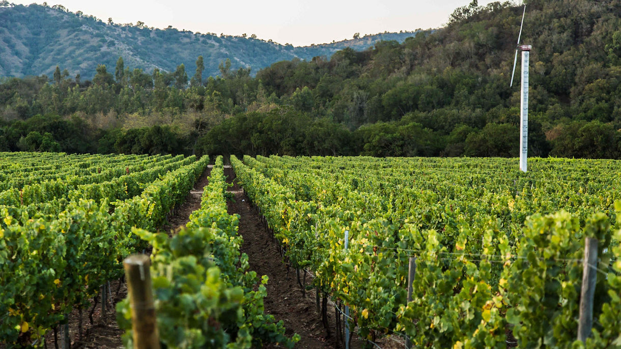 Debark Tour: Casablanca Valley Winery