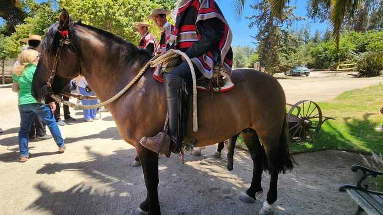 Debark Tour: Winery, Horse Show & Santiago City Drive