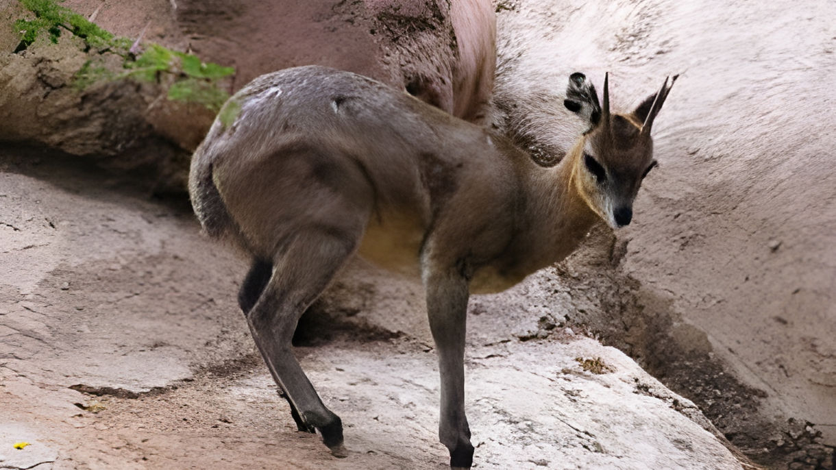 San Diego Zoo On Your Own
