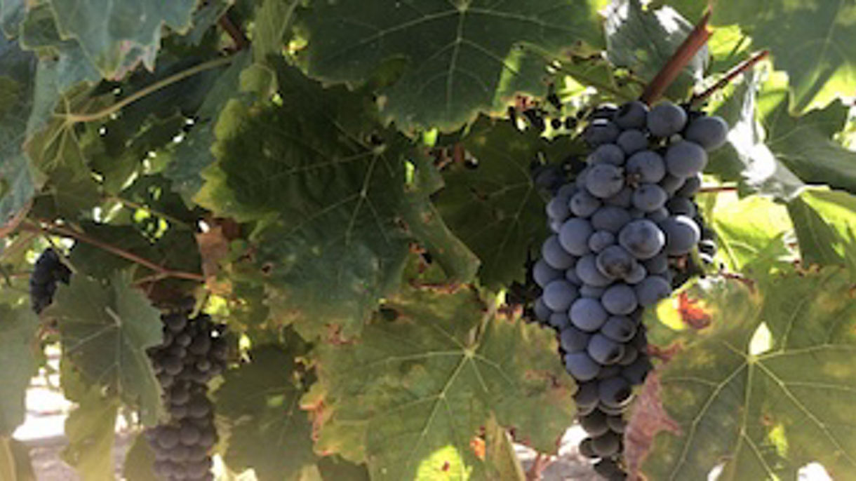 Temecula Wine Tasting