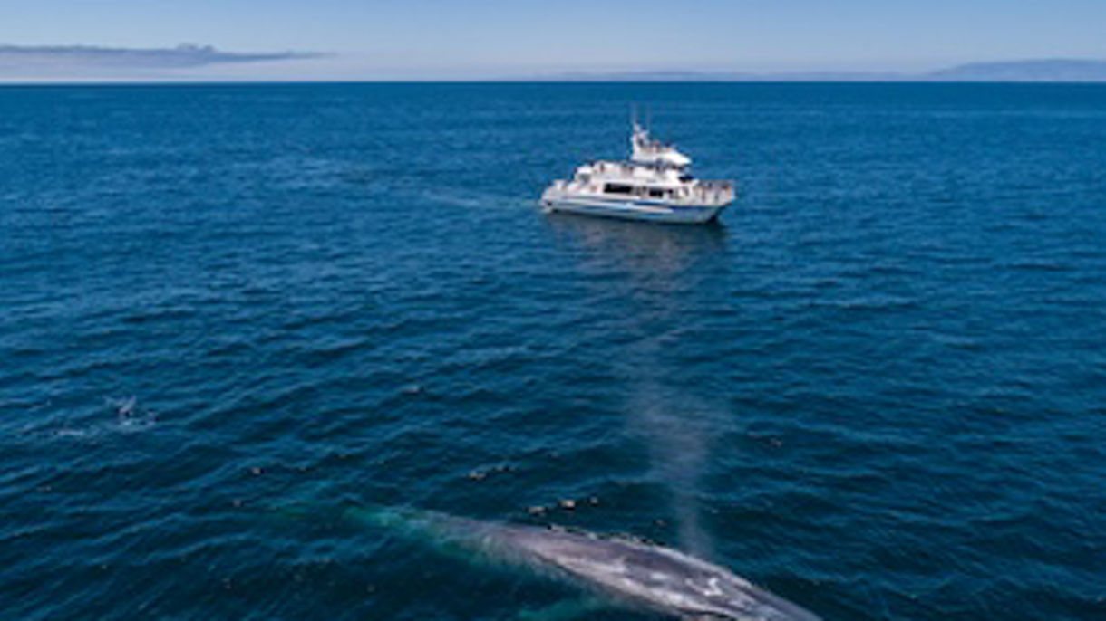 Island Whale Watching