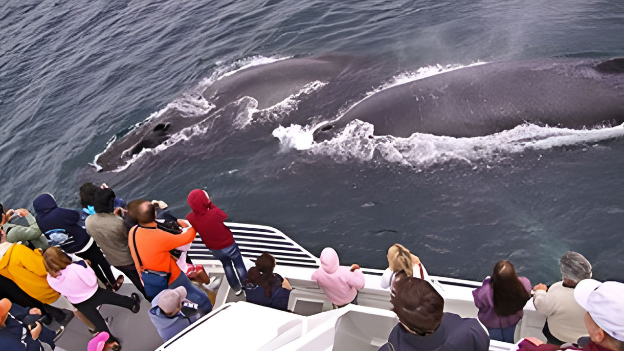 Island Whale Watching