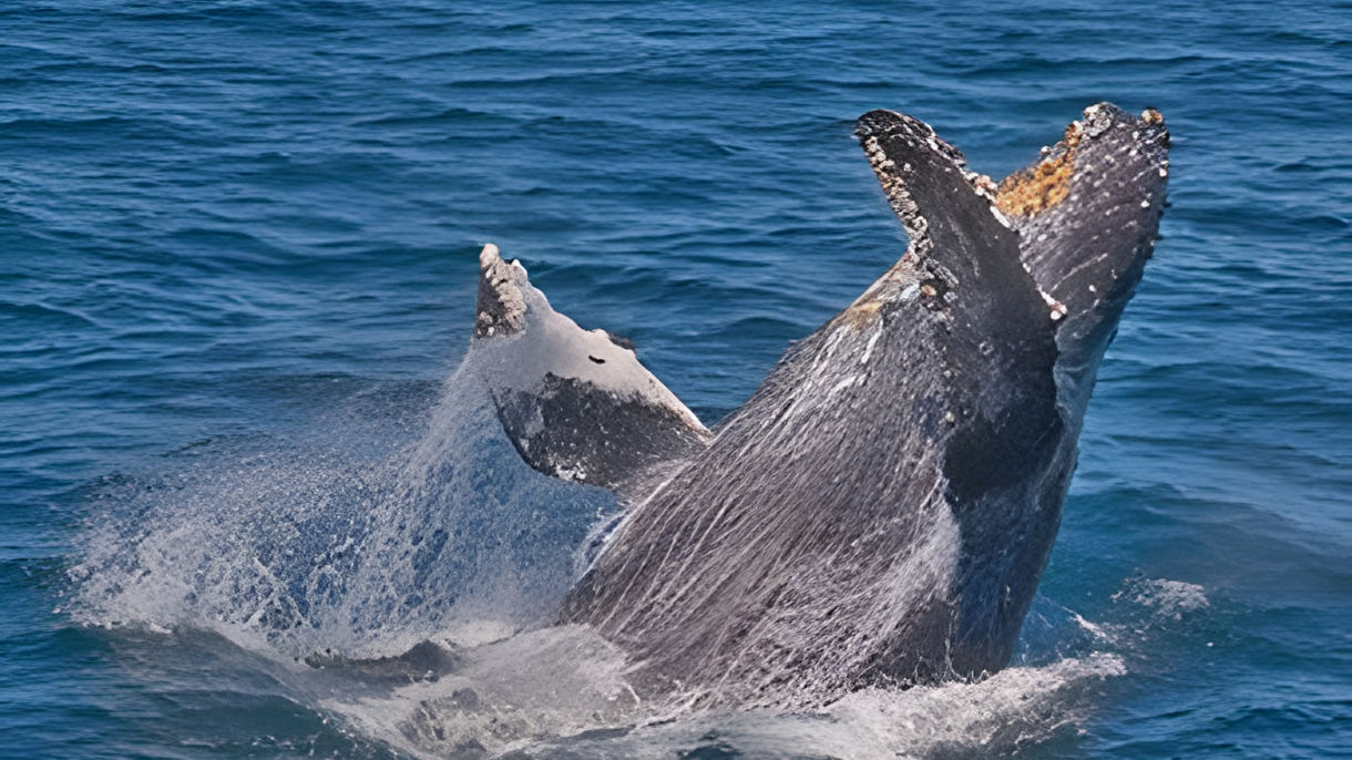 Island Whale Watching