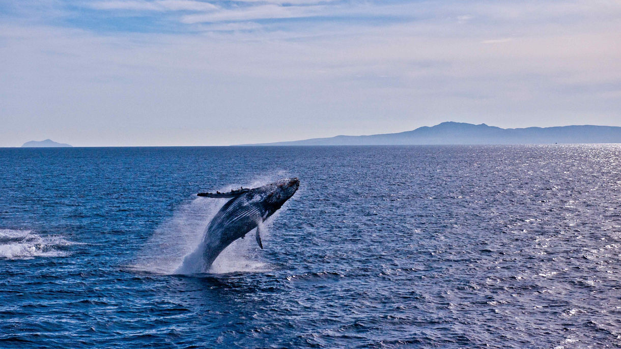Coastal Whale Watching