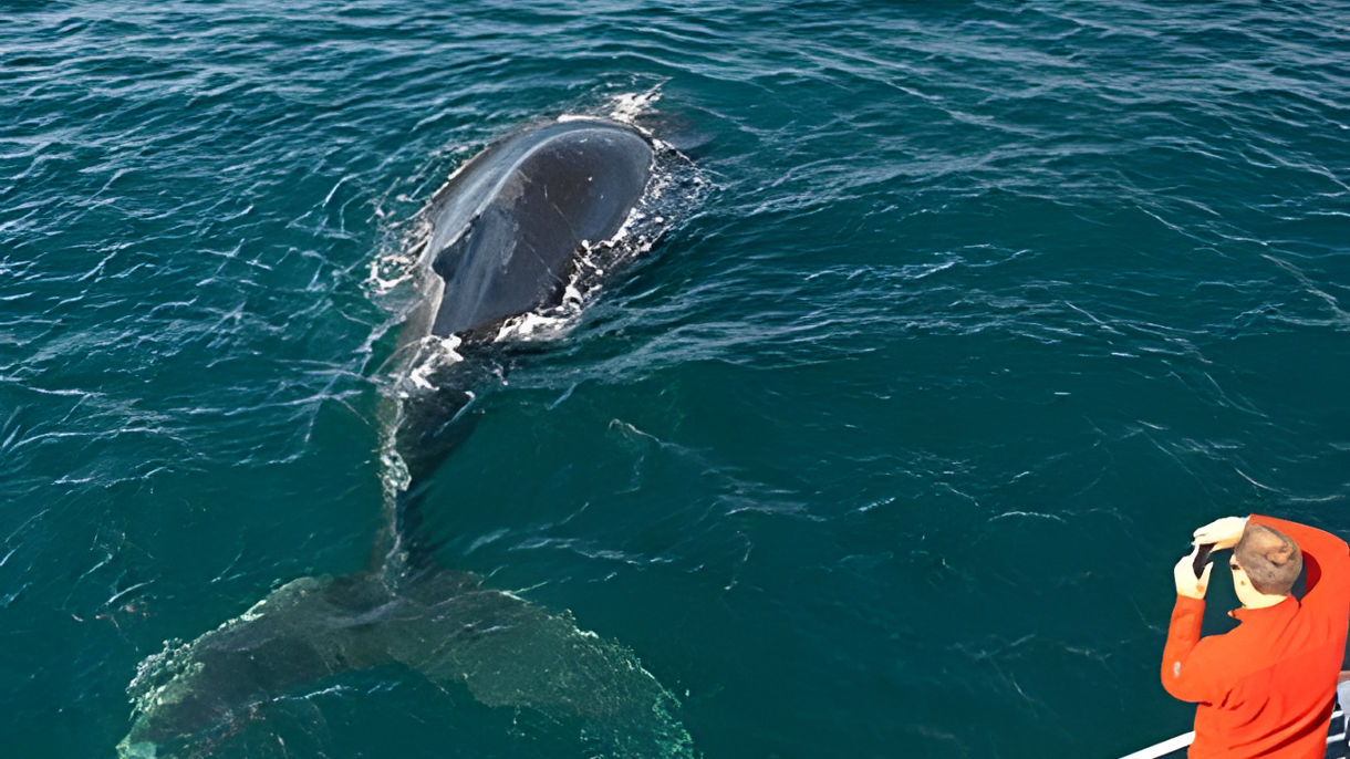 Coastal Whale Watching
