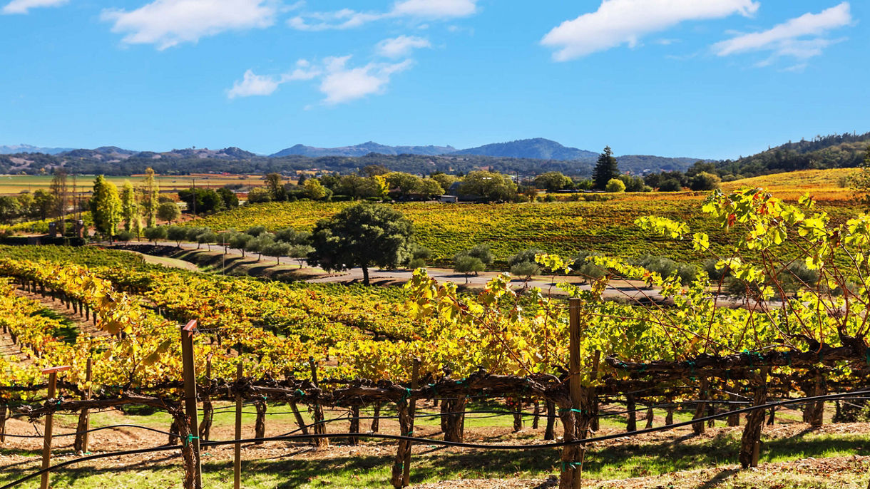 Sonoma Wine Country