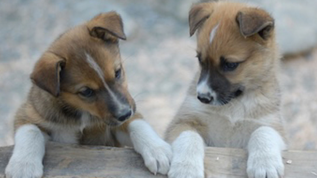 Ultimate Gold Panning, Sled Dogs & Scenic Railway