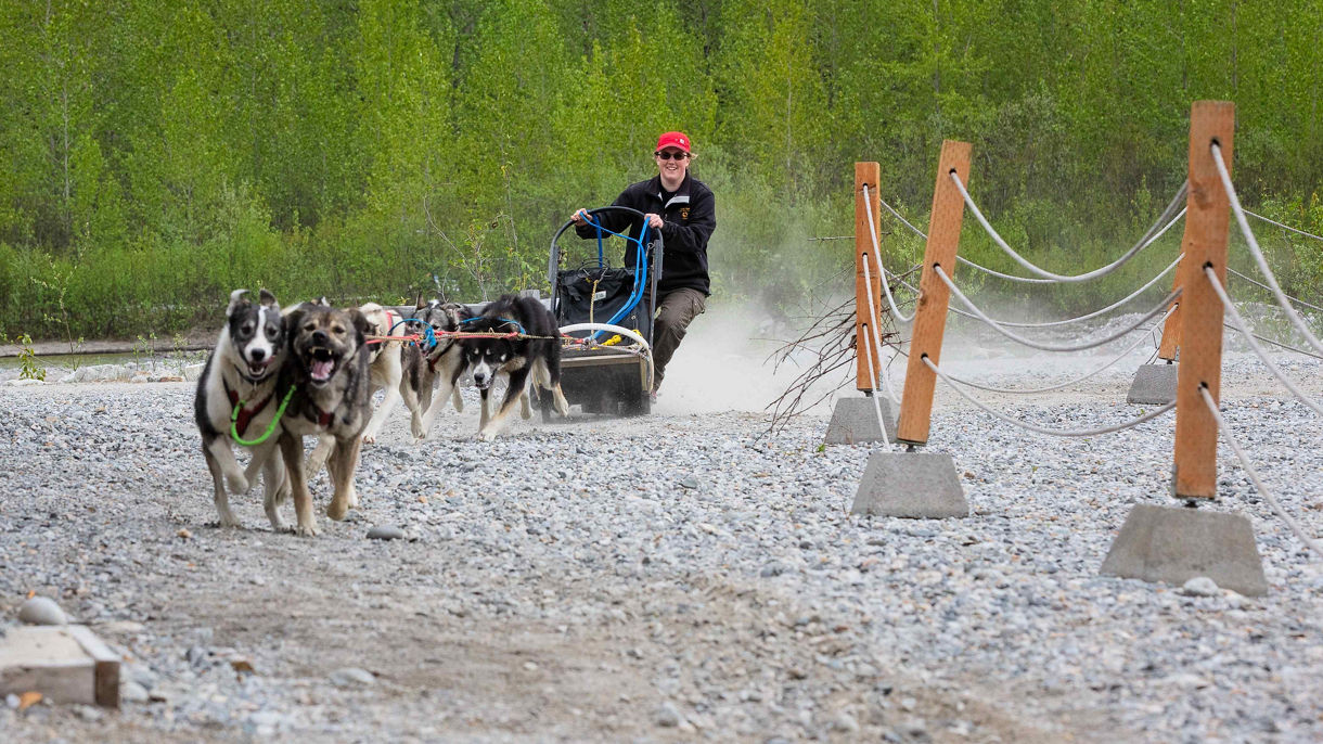 Gold Fever Experience: Gold Panning & Alaska Sled Dogs