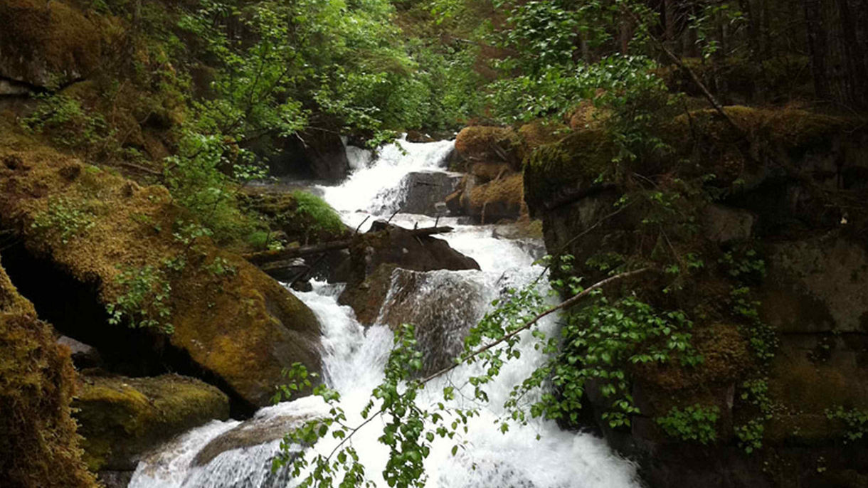 Grizzly Falls Ziplining Expedition