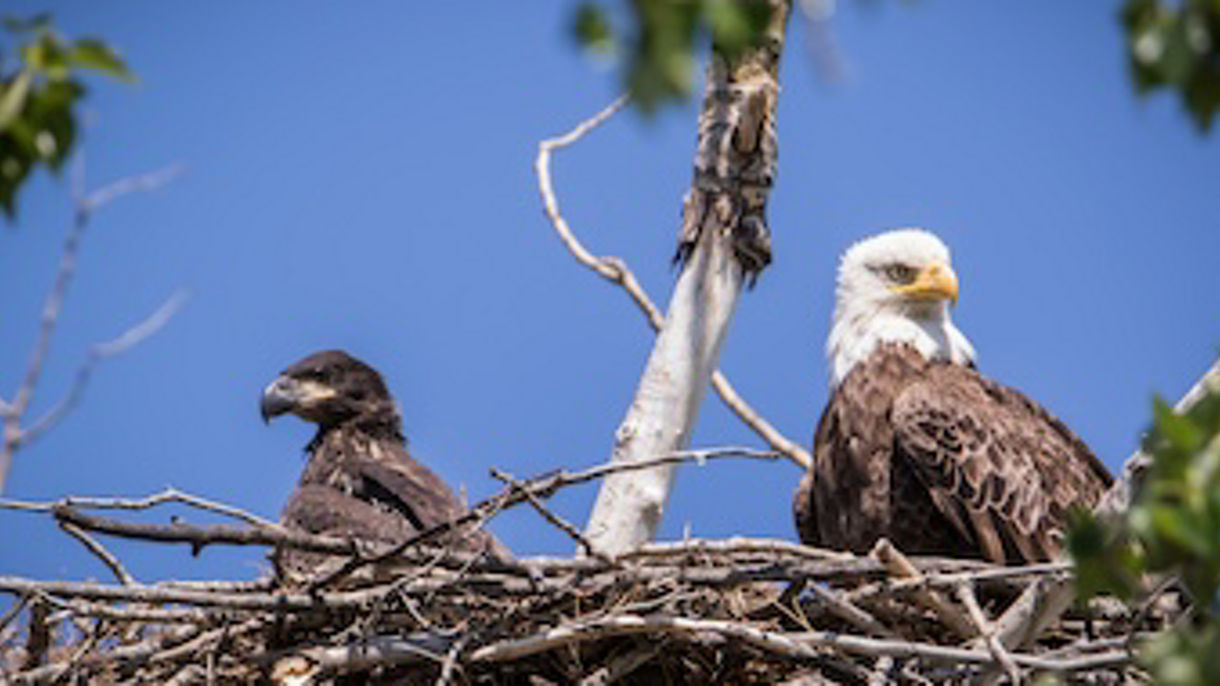 Alaska Nature & Wildlife Expedition