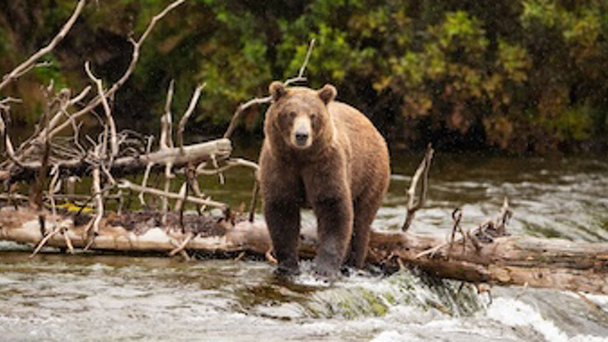 Bear & Eagle Quest