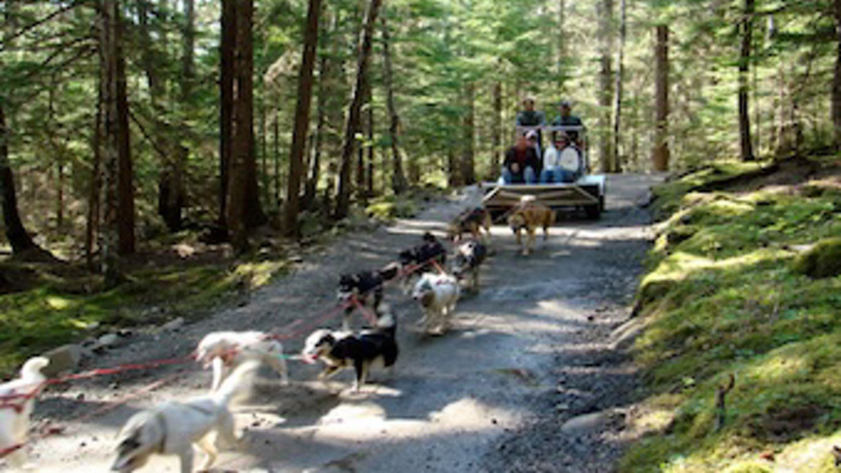 Musher's Camp & Sled Dog Experience