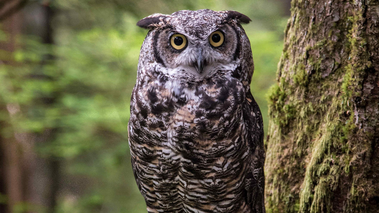 Alaska Raptor Center, Totem Park & Tlingit Performance