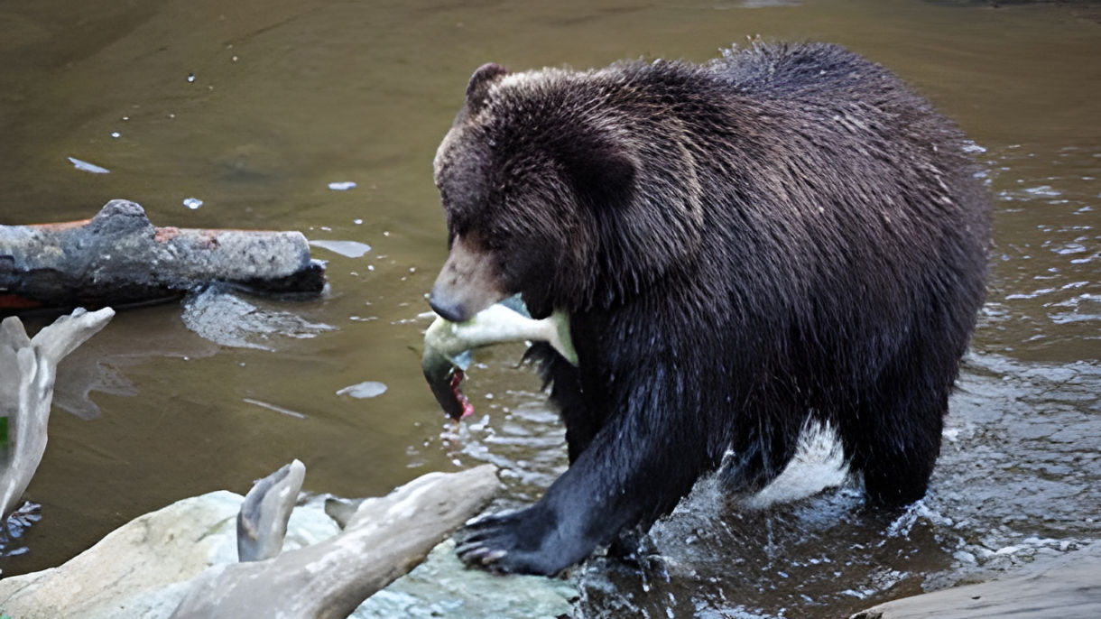 Experience Sitka: Raptor Center, Park & Fortress of the Bear (Wheelchair Accessible)