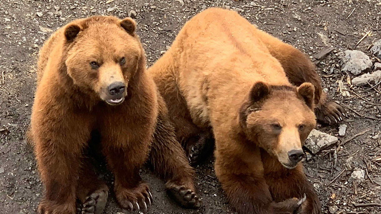 Wild Alaska: Alaska Raptor Center & Fortress of the Bear