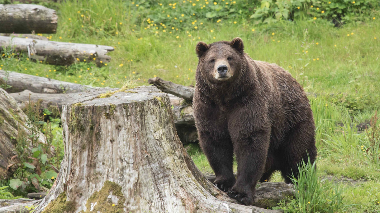 Sitka Sightseeing & Fortress of the Bear