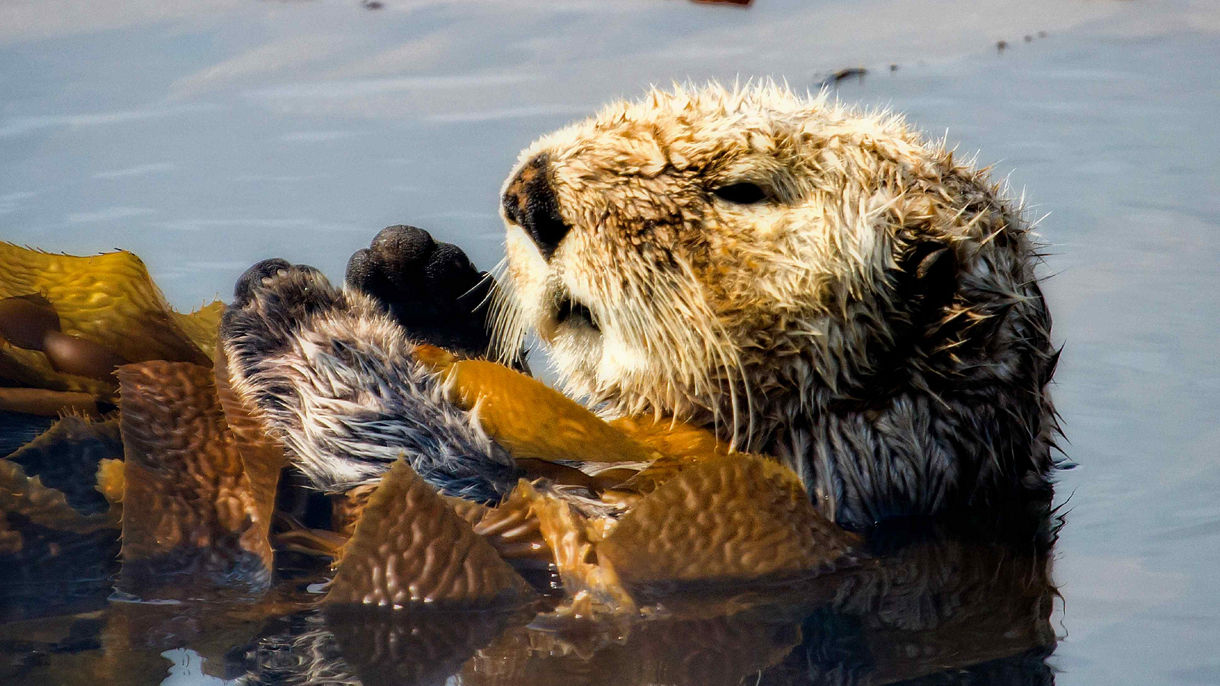 Sea Otter & Wildlife Quest