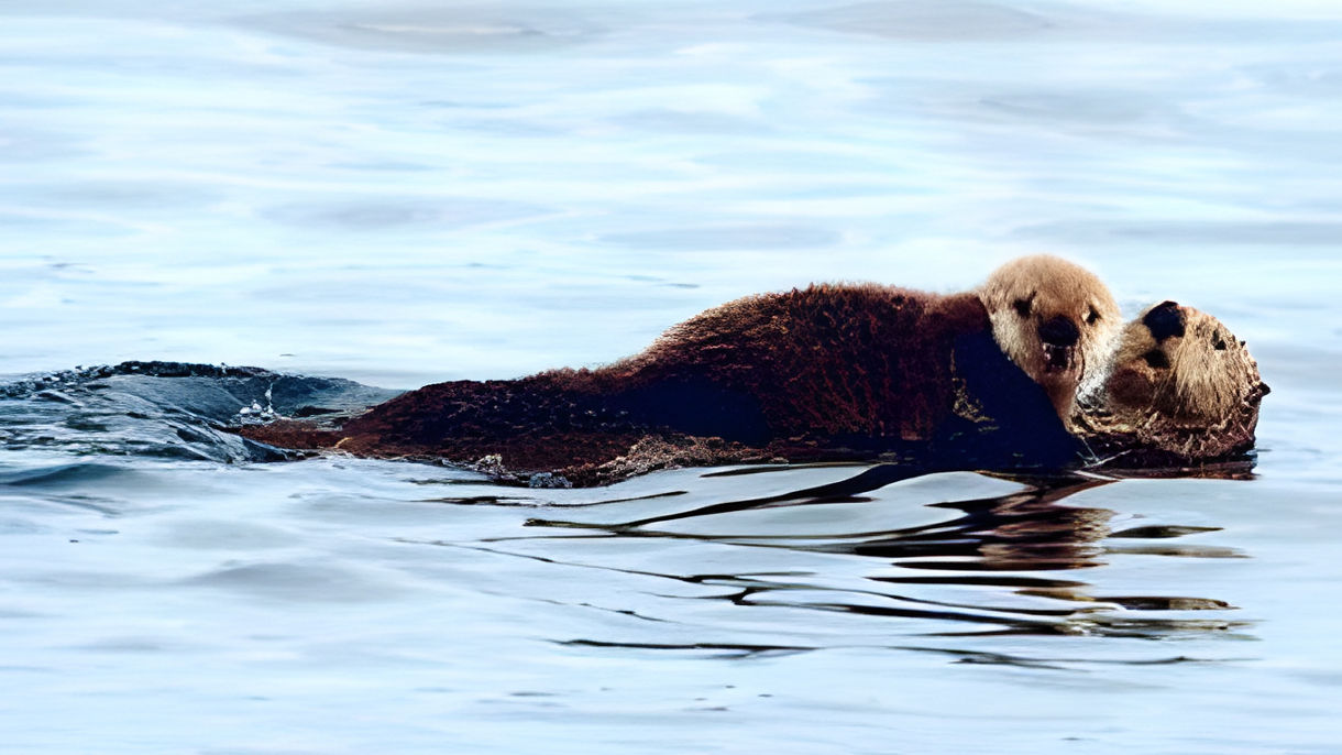 Sea Otter & Wildlife Quest